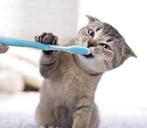 Picture for category Dental Month